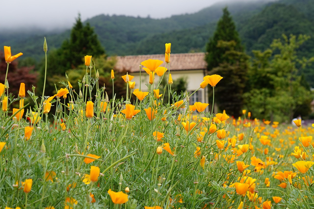 香烟的历史文化价值