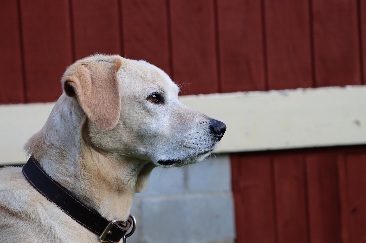 物联网卡管理平台- 高淳区注册代理选择