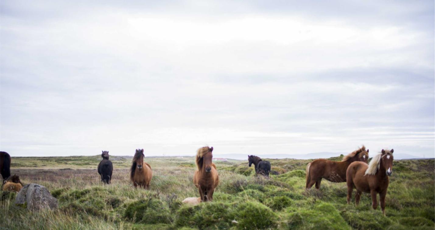 里拉薄荷爆珠(细):便宜购买域名平台